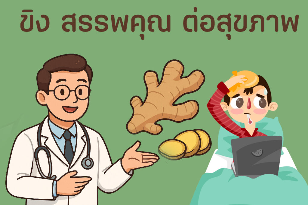 ขิง สรรพคุณ ต่อสุขภาพ
