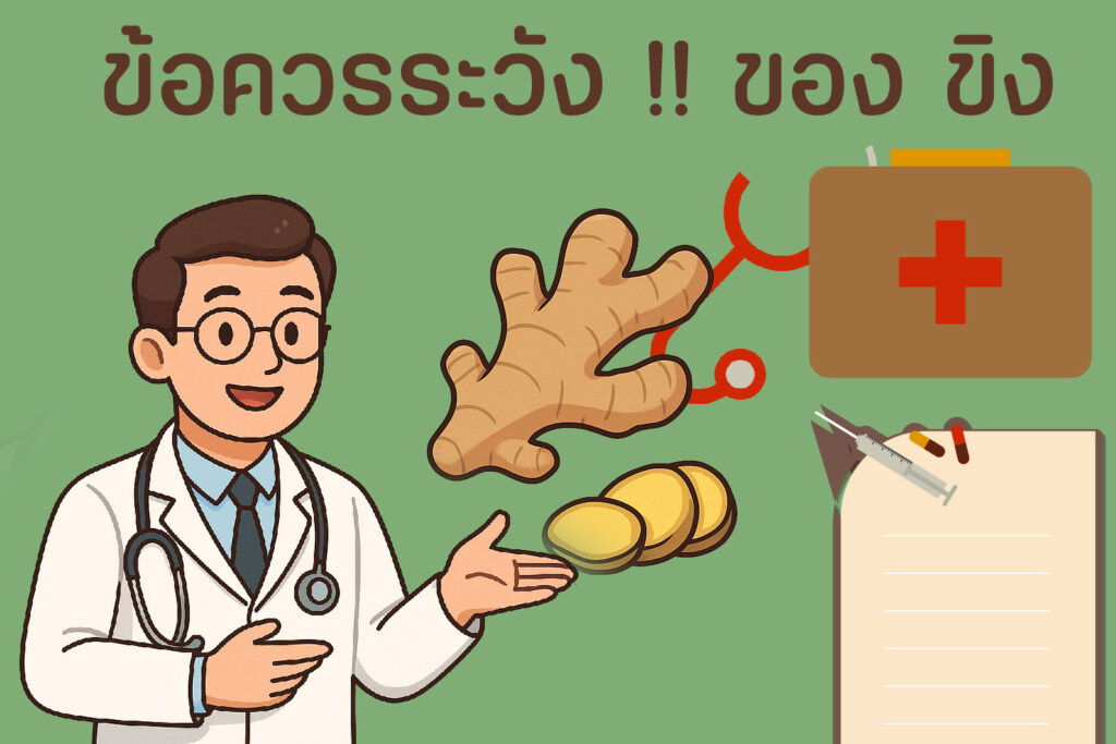 ขิง สรรพคุณ และข้อควรระวัง