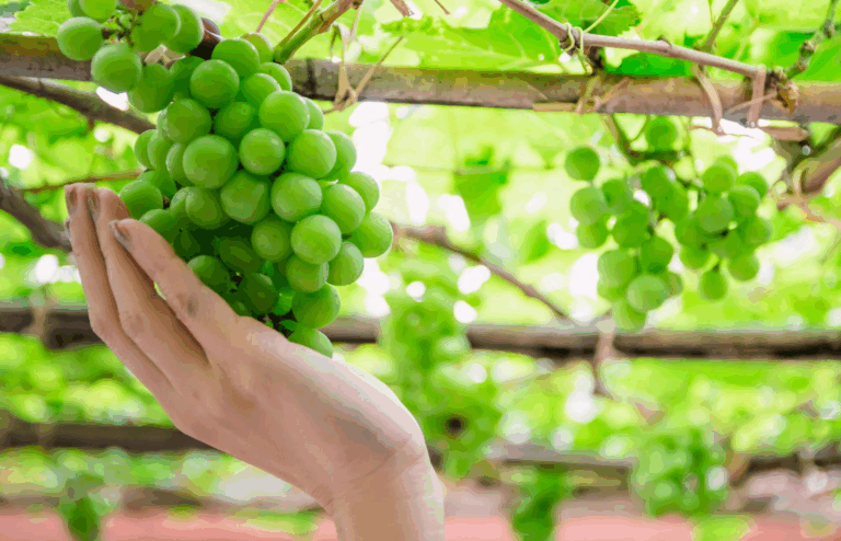 องุ่นไซมัสคัส(Shine Muscat grape) ประโยชน์และสรรพคุณ