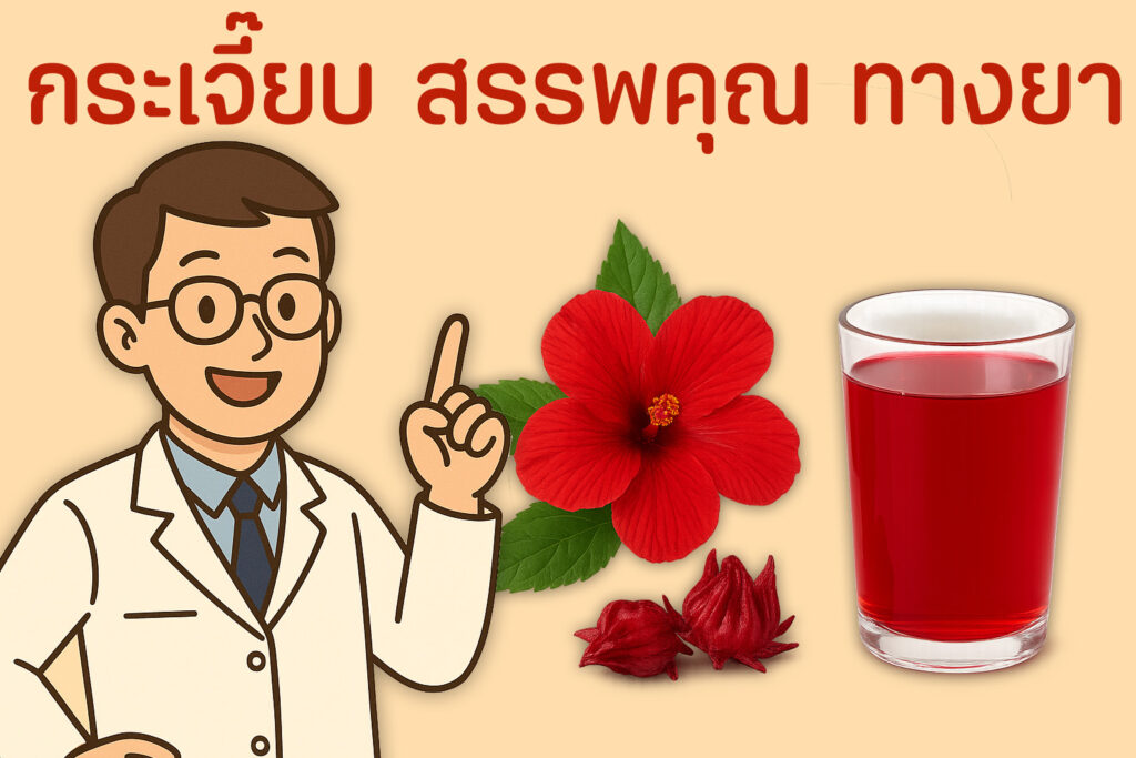 กระเจี๊ยบ สรรพคุณ ทางยา