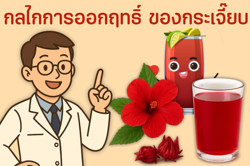 กระเจี๊ยบ สรรพคุณ และกลไกการออกฤทธิ์ 